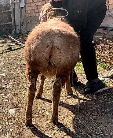 зоомагазин бишкек орто сай: Сатам | Ургаачы кой (ургаачы) | Жүн үчүн — 3