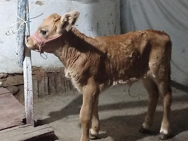 курк ток: Продаю | Тёлка | На откорм — 1