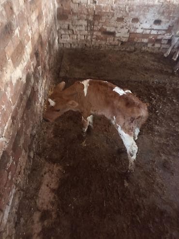 тюк кара балта: Продаю | Музоо, торпок | На откорм — 5