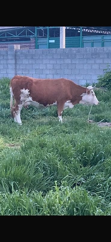 ножницы для стрижки баранов: Продаю | Корова (самка) | Для молока | Привязанные — 1