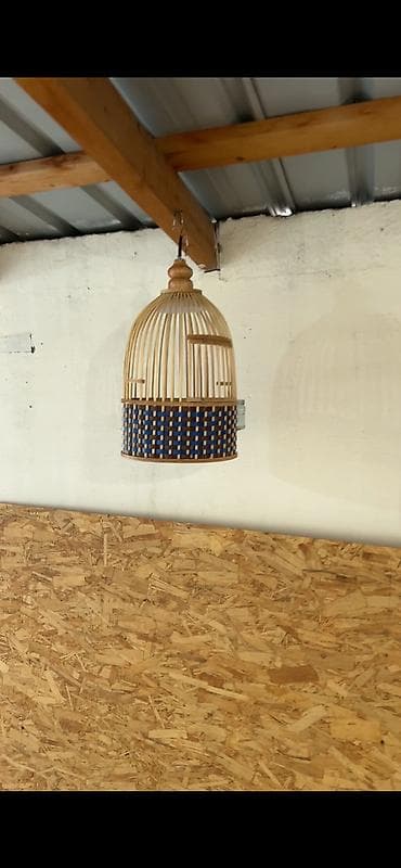 где можно купить перепелов: Продаю певчих перепелов Итальянцев по всем вопросам звоните — 2