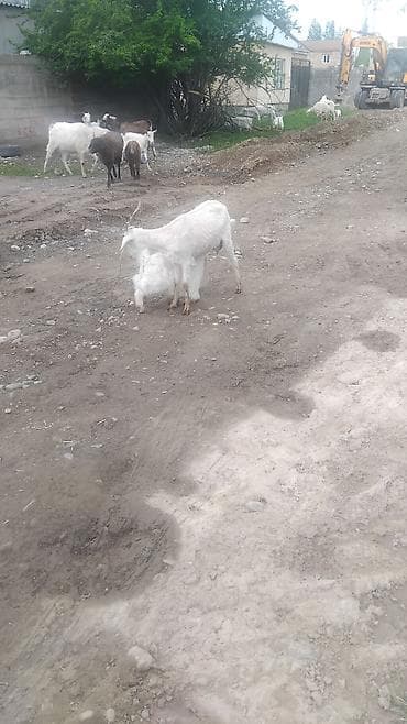 кролики каракол: Сатам | Эчки (ургаачы) | Нубий | Көбөйтүү үчүн | Бооз — 1