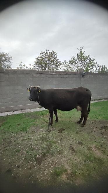 Сатам | Уй (ургаачы) | Сүт алуу үчүн | Байланган — 2