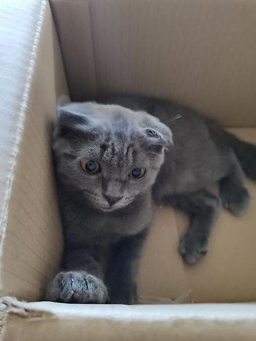 scottish fold: Отдаем в хорошие руки котята очень игривые послушные к лотку причины — 3