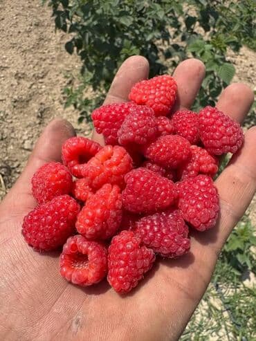 драконий фрукт: Саженцы малины мапема полонез принимаю заказы на саженцы Малина — 6