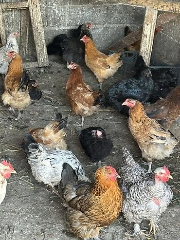 куры молодые: Продаю | Куры, Петух, Цыплята | Полубрама, Домашняя, Кучинская | На забой, Для разведения, Несушки — 5