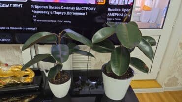 аквариум с рыбой: Бегония клубневая в горшке - Пышный куст с крупными махровыми — 15