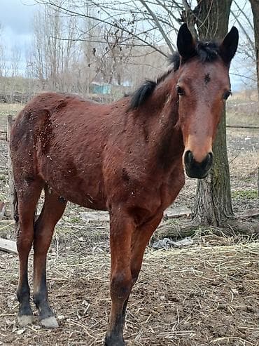 тёлка ангус: Продаю | Кобыла (самка) | Для разведения | Племенные — 2