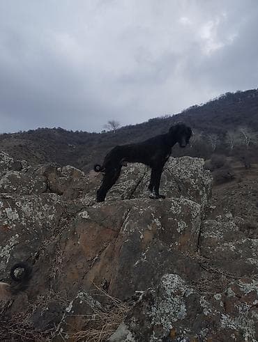 Үй жаныбарлары: Порода: тайган Сары Кыз 1жаш учар 2жаш Предлагаются собаки с рабочими — 6