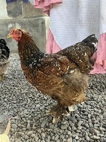 ящик пластиковый: Продаю | Инкубационные яйца | Брама | Для разведения — 9