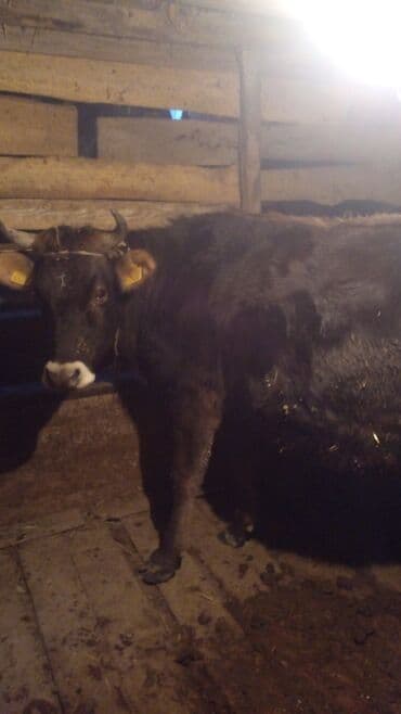 козу дойную: Продаю | Корова (самка) | Алатауская | На откорм | Не стельные — 2