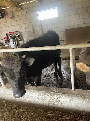 кой сой: Продаю | Бык (самец) | Полукровка | На откорм | Привязанные — 1