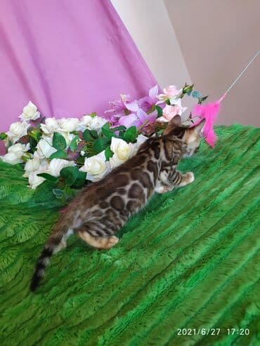 леопардовая кошка цена: Бенгальские котята !!! домашние. мини леопардики. Друзья у нас — 17