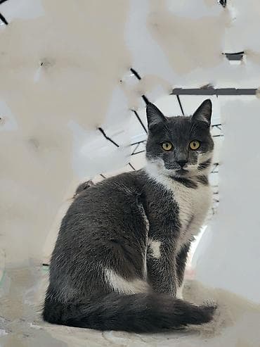 котята бишкек бесплатно: 7 месяцев, Девочка — 1