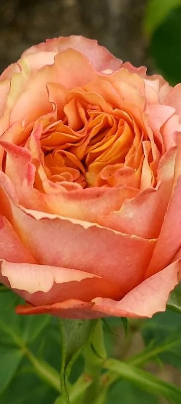 каробка оптом: Саженцы Платная доставка — 3