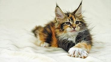 Мейн-кун, 2 месяца, Девочка, Черепаховый, Приучена к лотку at lalafo.kg Мейн-кун, 2 месяца, Девочка, Черепаховый, Приучена к лотку