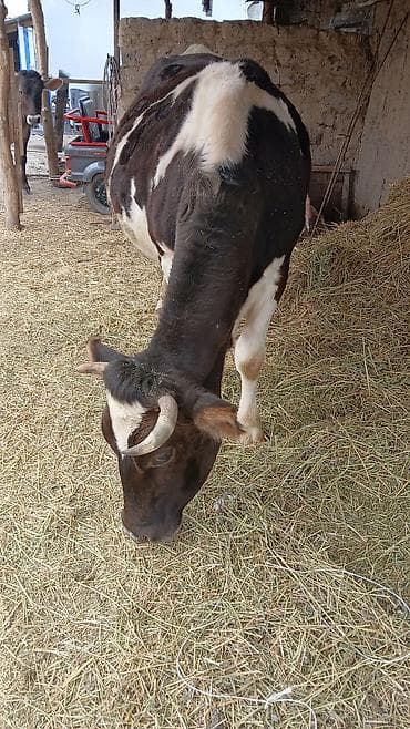 купить дрессированную собаку: Продаю | Корова (самка) | Полукровка | Для молока — 4