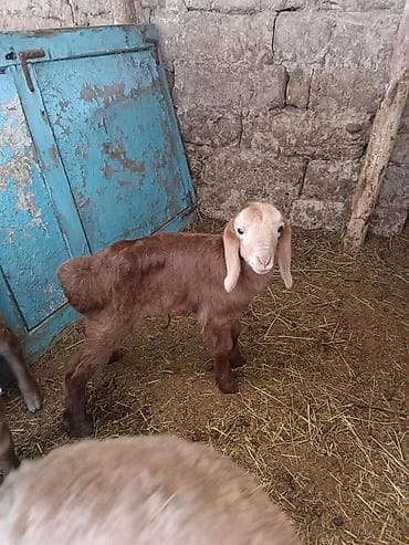 ат башы там: Сатам | Кочкор (эркек) | Арашан | Көбөйтүү үчүн | Жасалма жол менен боозутуу — 10