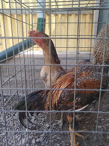 тайган собака цена бишкек: Сатам | Короздор — 5