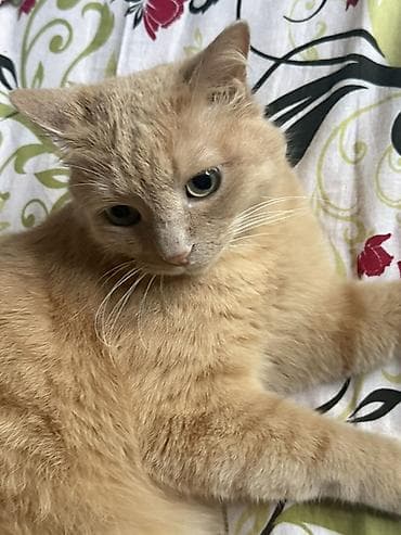 Мышыктар: Отдаю кота в добрые руки! Пушистая домашняя кошка кремово-рыжего — 3