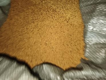 Үй жана бакча үчүн декор: Уруктар тоют өсүмдүктөрүнүн: Беде — 5