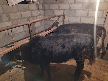 Продаю | Музоо, торпок | На откорм | Привязанные