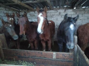 продажа щенков немецкой овчарки с документами в бишкеке: Продаю | Жеребенок | Для разведения — 1