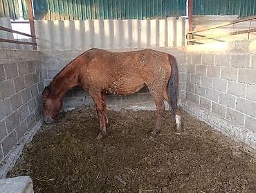 продаю конь: Продаю | Кобыла (самка) | Для разведения — 7