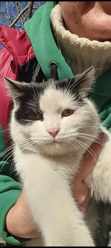 Отдам даром кошку: "Меня зовут Казимир. Когда мне было 4 месяца, то прежние хозяева — 1