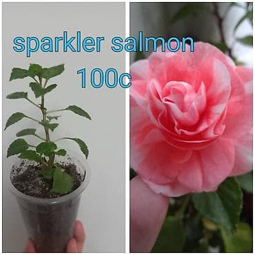 Саженцы комнатных растений в стаканчиках. 1) Нематанус (Nematantus at lalafo.kg Саженцы комнатных растений в стаканчиках. 1) Нематанус (Nematantus