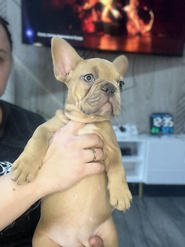 собака офчарка: 1 месяц, Самка, С прививкой, С родословной — 1