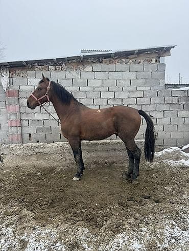 ласка животные: Продаю | Конь (самец) | Конный спорт — 2