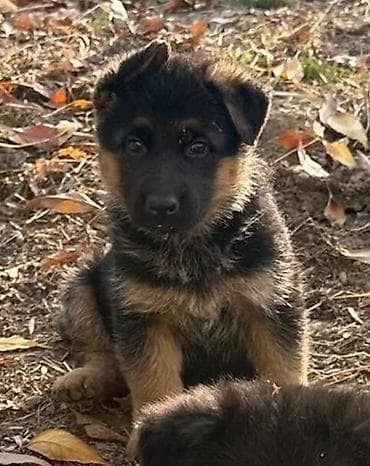 Город Ош Щенок немецкой овчарки 2.5 месяца . Гельминтация вакцинация at lalafo.kg Город Ош Щенок немецкой овчарки 2.5 месяца . Гельминтация вакцинация