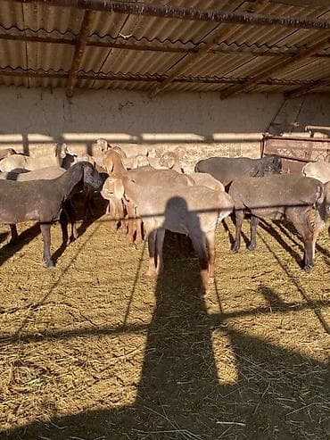 отдам даром собак в бишкеке: Продаю | Овца (самка) | Арашан | Для разведения | Матка — 3