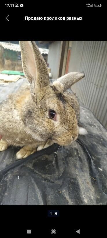 тай кони: Продаю | Крольчата | Белый великан | Для разведения — 4