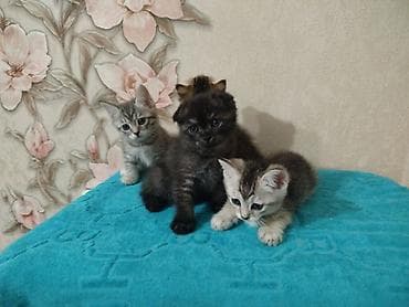 Животные: Котята шотландской породы, короткошёрстные, домашнего выращивания — 5