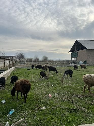 агенство ош: Сатам | Ургаачы кой (ургаачы) | Көбөйтүү үчүн | Ургаачы — 3