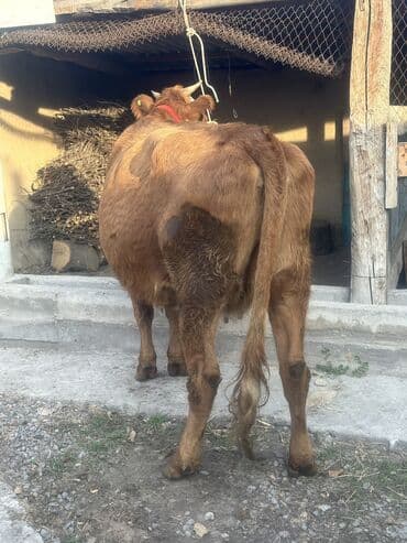 дойный коров: Продаю | Корова (самка), Тёлка, Музоо, торпок | Симментальская — 3