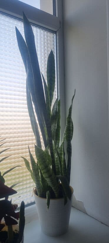 мужской набор инструментов: Сансевиерия. высота с горшком(хороший горошок) 100см.(горшок 18см) — 3
