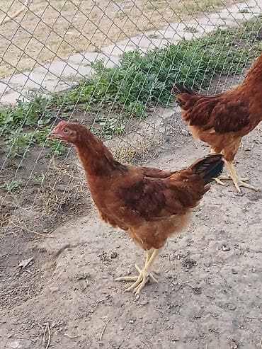 хомяк цена бишкек: Тод жон корейский бройлер апрельские в наличии около 100голов — 1
