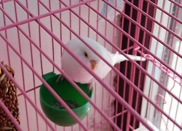 Птицы: 🦜 Продаётся пара взрослых волнистых попугаев (самец и самка)! ✨ Самец — 4