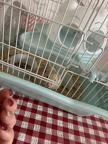 шотландская кошка бишкек: Хомяк с комплектом клеток и аксессуаров В комплекте: - Два — 2