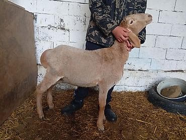 кошки джалал абад: Продаю | Ягненок | Эдильбаевская | На забой — 1