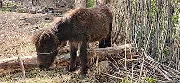 Продаю | Конь (самец)