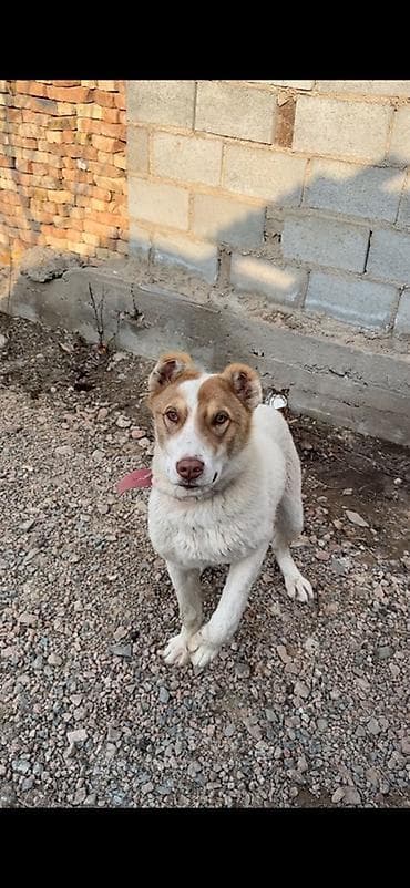 Грызуны: Алабай — 1