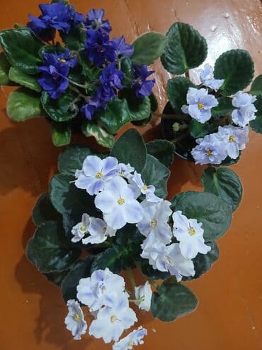 Продаю фиалки. Три вида за 1000 сомов. цветут. не тепличные