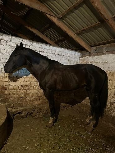 Животные: Продаю | Конь (самец) | Рабочий — 2