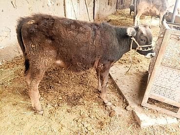 ак жугору: Сатам | Бука (эркек) | Бордоп семиртүү үчүн | Байланган — 1