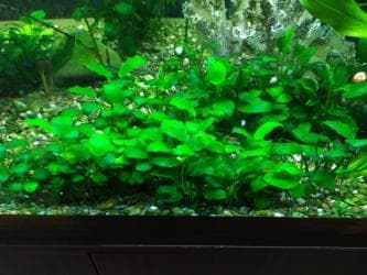 аквариумная рыбка: Аквариумные растения. Рыбки
большое разнообразие — 9