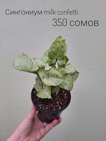 кочот карлик: • Комнатные растения (укоренённые черенки/детки/молодые — 2